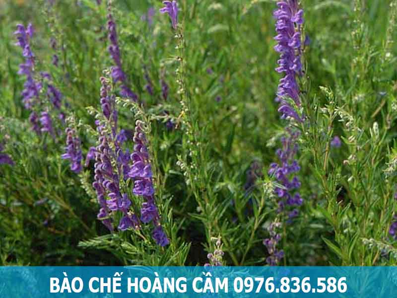 bào chế hoàng cầm