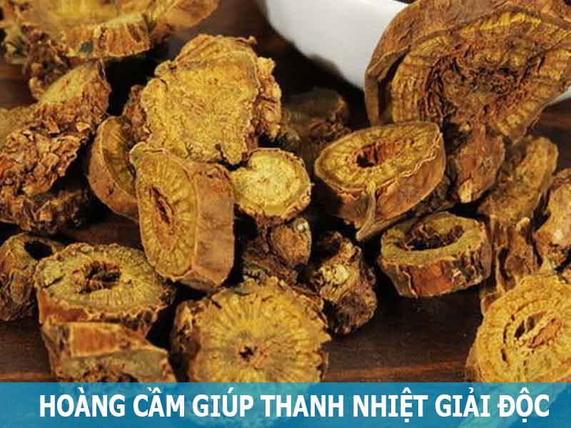 hoàng cầm giúp thanh nhiệt giải độc