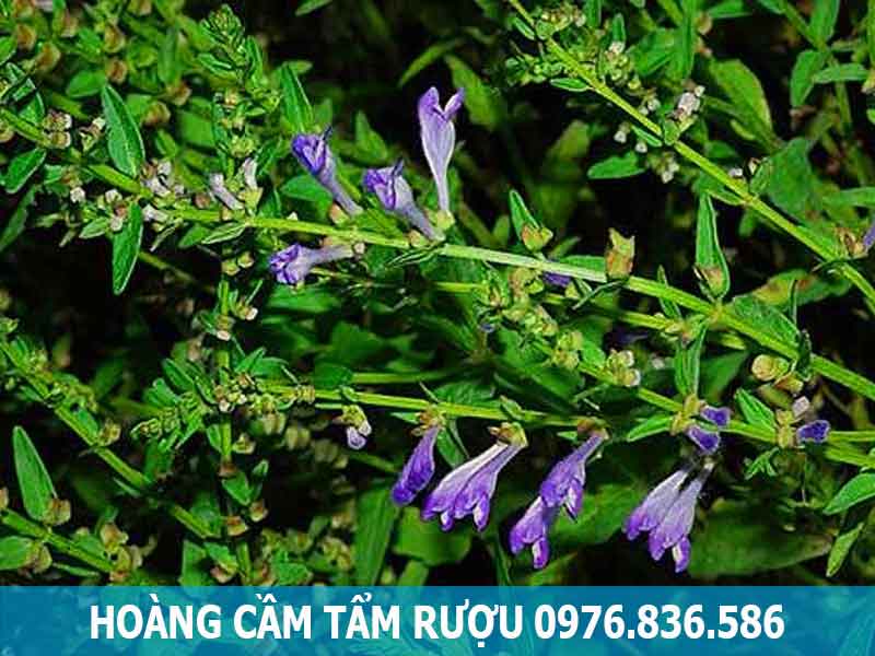 hoàng cầm tẩm rượu