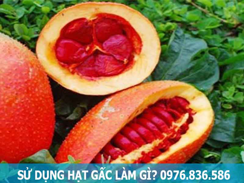 sử dụng hạt gấc làm gì