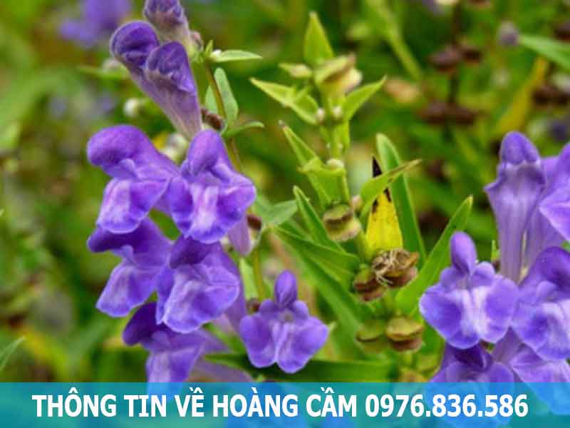 thông tin về dược liệu hoàng cầm