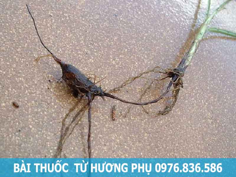 bài thuốc từ hương phụ