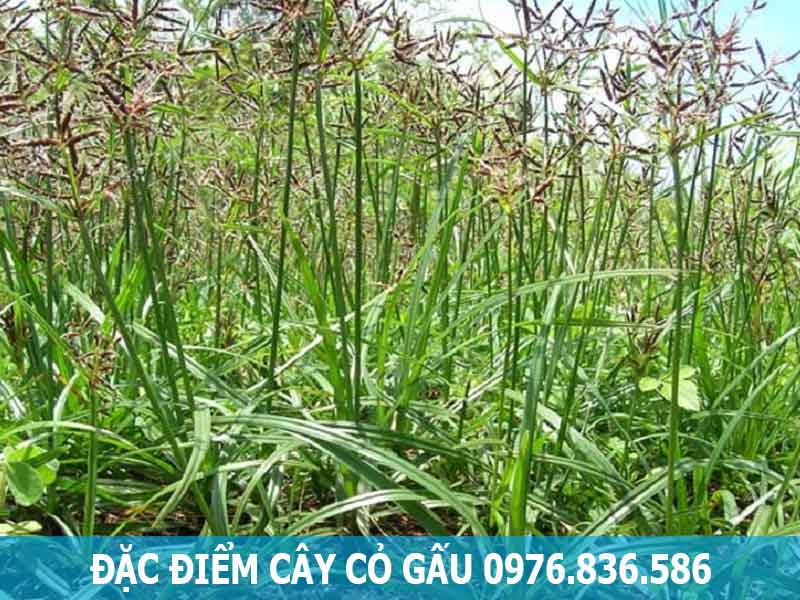 đặc điểm cây cỏ gấu