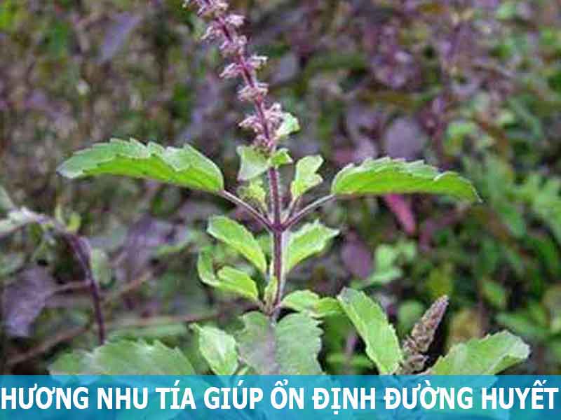 hương nhu tía hỗ trợ điều trị bệnh tiểu đường
