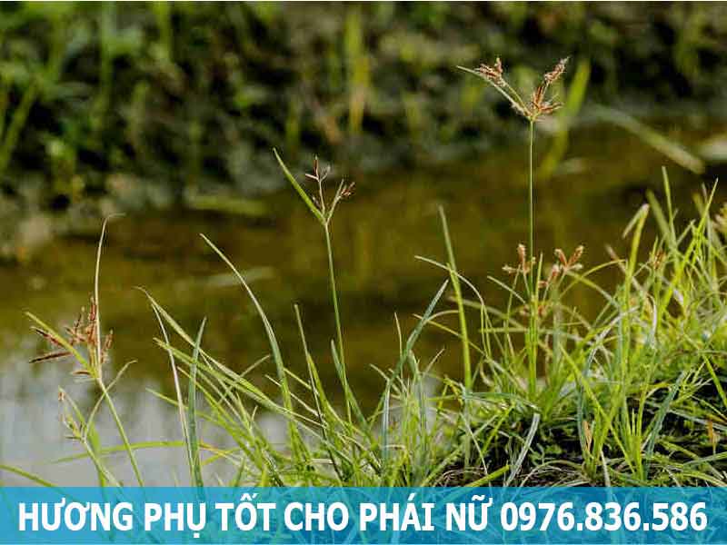 hương phụ tốt cho phái nữ