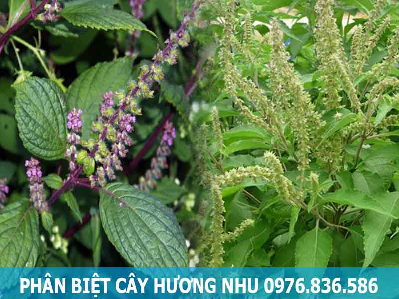 phân biệt cây hương nhu