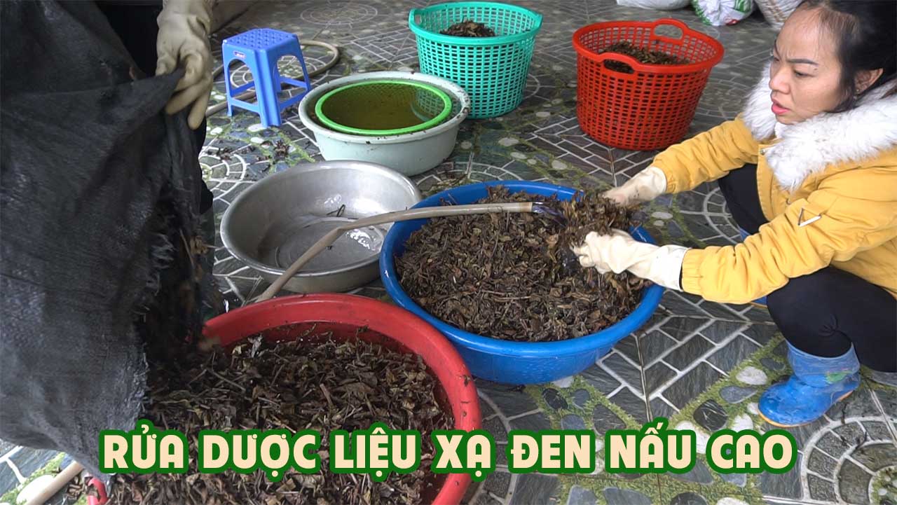 rửa dược liệu xạ đen