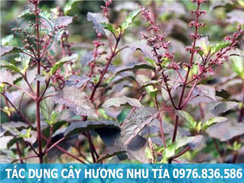 tác dụng cây hương nhu tía