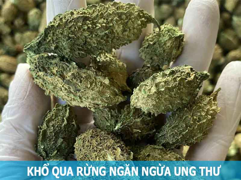 khổ qua rừng giúp ngăn ngừa ung thư