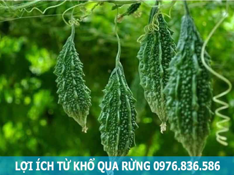 lợi ích từ khổ qua rừng