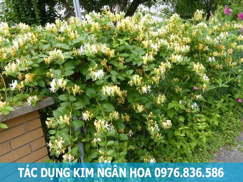 tác dụng kim ngân hoa