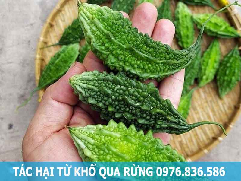 tác hại từ khổ qua rừng