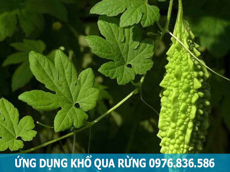 ứng dụng khổ qua rừng