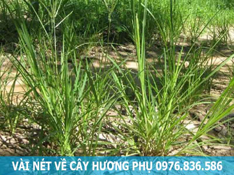 vài nét về cây hương phụ