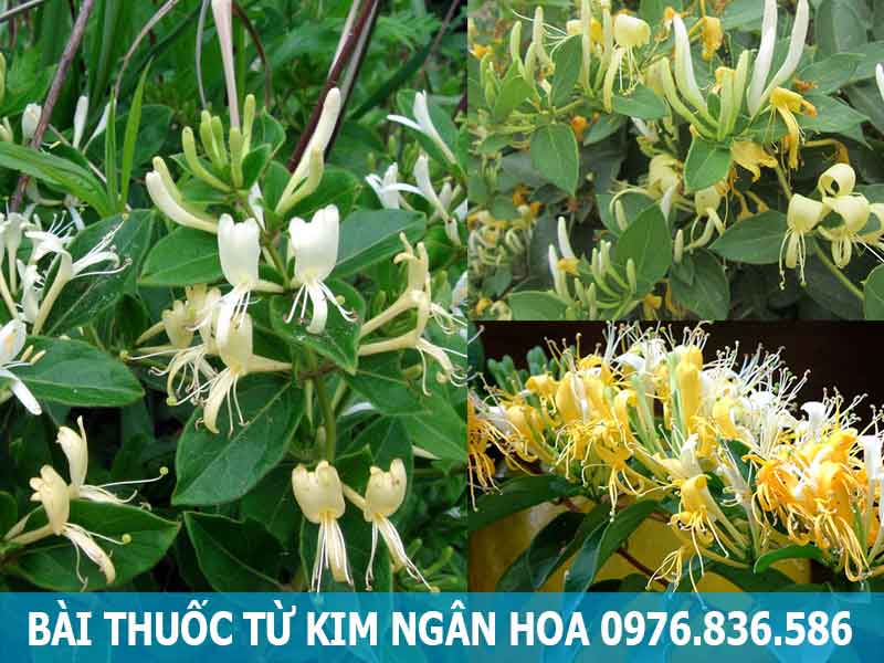 bài thuốc từ kim ngân hoa