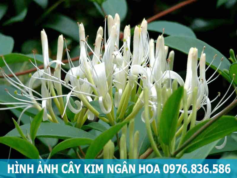 hình ảnh cây kim ngân hoa