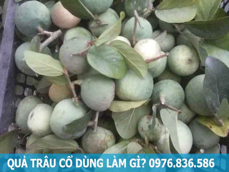 quả trâu cổ được dùng làm gì