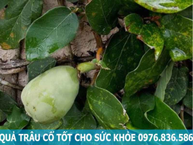 quả trâu cổ rất tốt cho sức khỏe