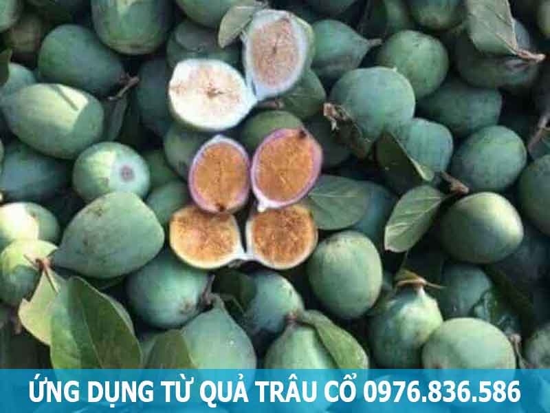 ứng dụng quả trâu cổ