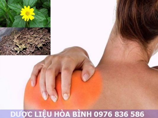 sài đất hỗ trợ điều trị viêm cơ