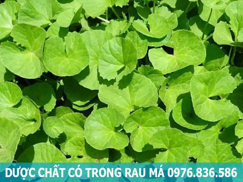 dược chất có trong rau má