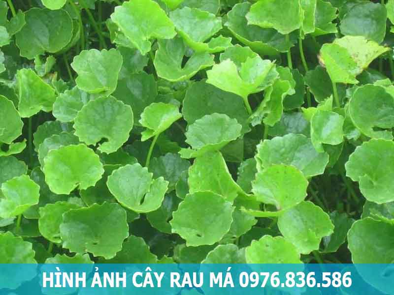 hình ảnh cây rau má