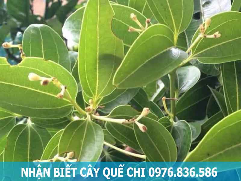 đặc điểm nhận biết cây quế chi