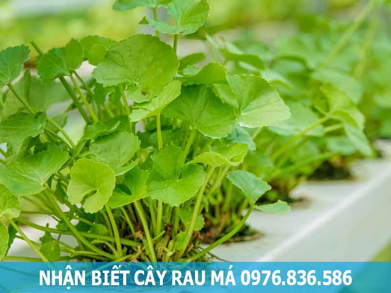 nhận biết cây rau má