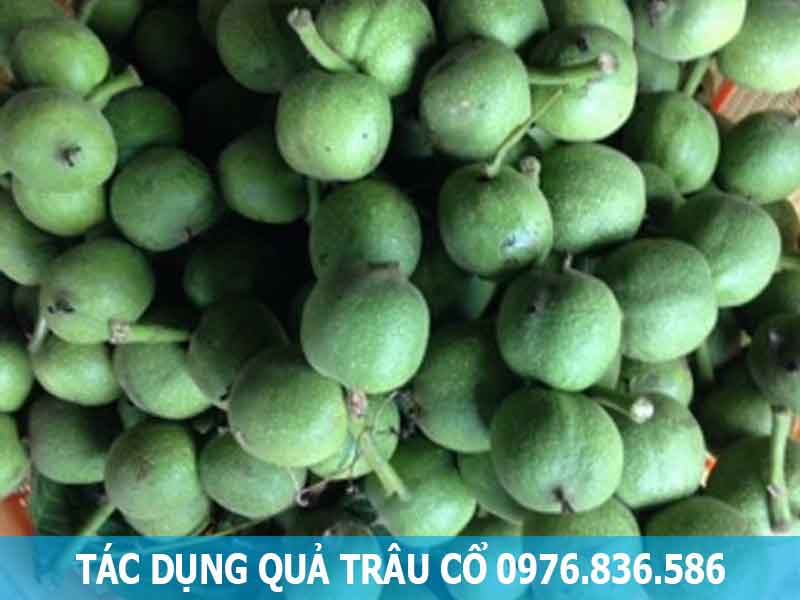 tác dụng quả trâu cổ