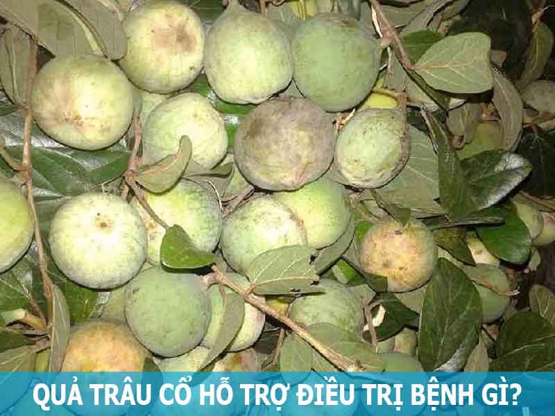 quả trâu cổ hỗ trợ điều trị bệnh gì