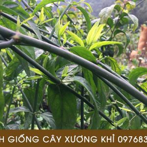 giá bán giống cây xương khỉ (bìm bịp)