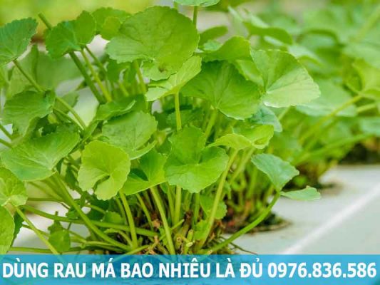 liều lượng sử dụng rau má bao nhiêu là đủ