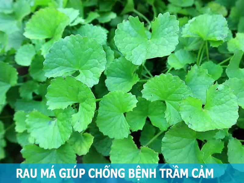 rau má giúp chống trầm cảm