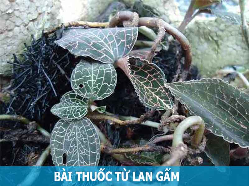 bài thuốc từ lan kim tuyến