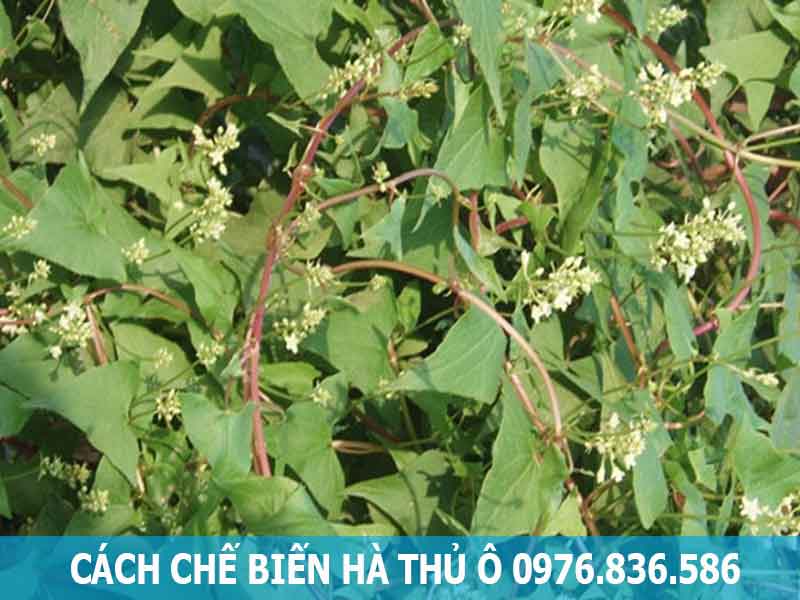 cách chế biến hà thủ ô