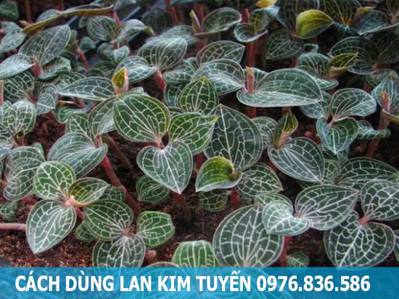 cách dùng lan kim tuyến