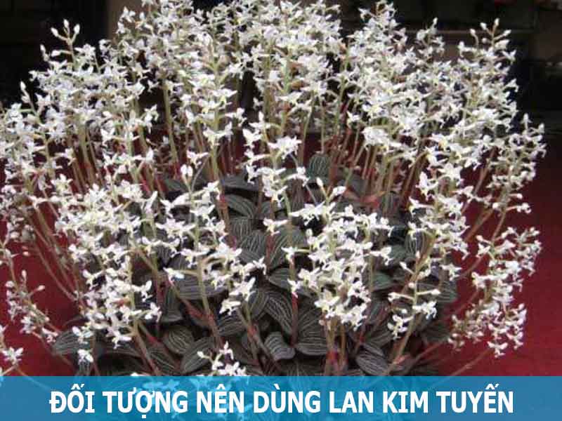 đối tượng nên sử dụng lan kim tuyến