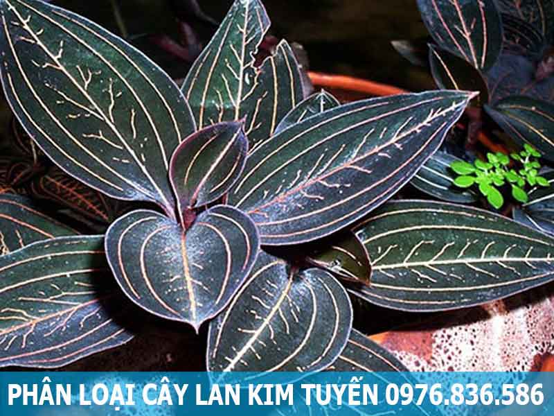 phân loại cây lan kim tuyến