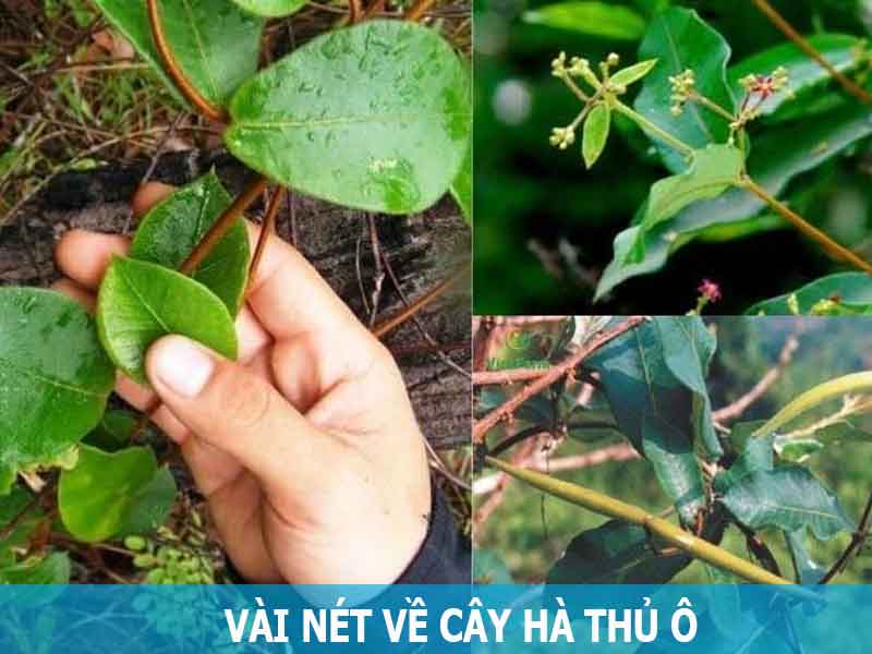 vài nét về cây hà thủ ô