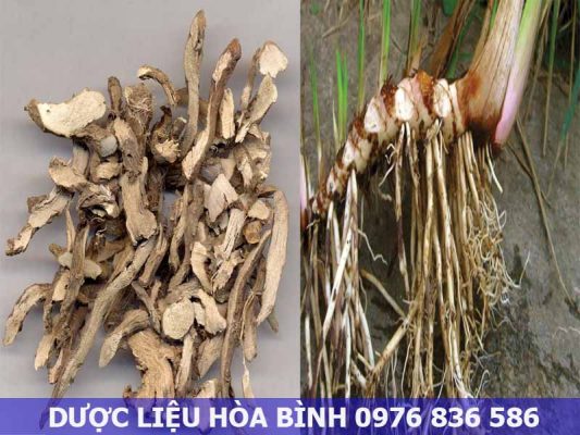 Tác dụng hỗ trợ điều trị bệnh từ thạch xương bồ