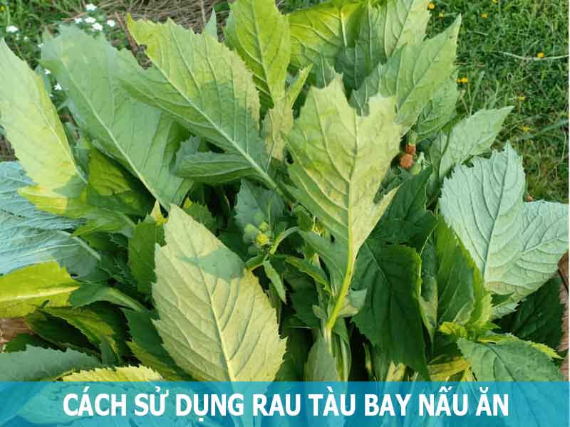 cách dùng rau tàu bay nấu ăn