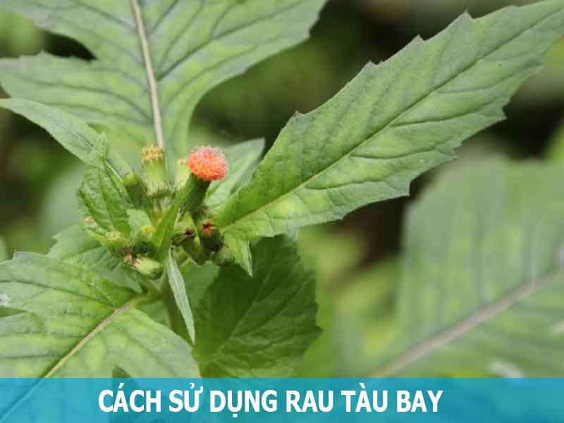 cách sử dụng rau tàu bay