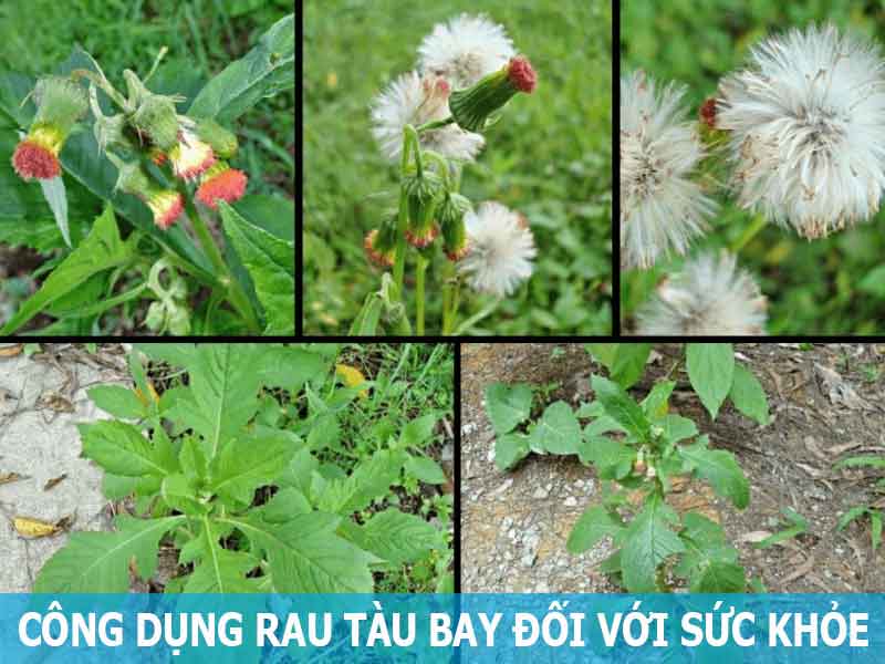 công dụng của rau tàu bay đối với sức khỏe