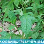 Địa chỉ bán rau tàu bay chất lượng tốt nhất