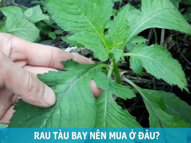 địa chỉ bán rau tàu bay tại Hà Nội