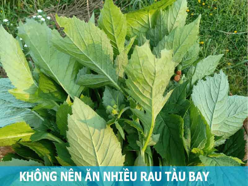 không nên ăn quá nhiều rau tàu bay