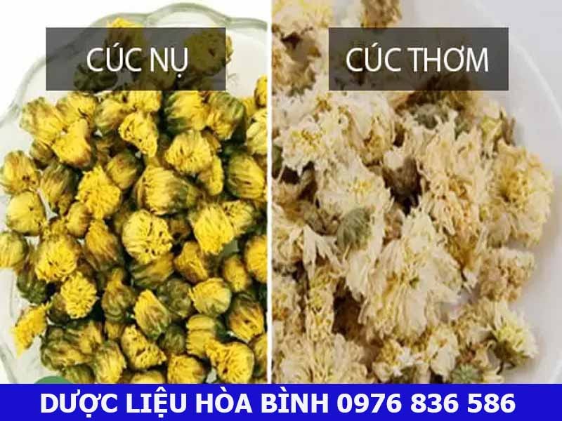 Mua hoa cúc khô ở đâu Thành phố Hồ Chí Minh