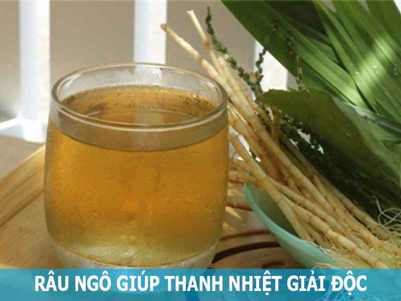 râu ngô giúp thanh nhiệt giải độc