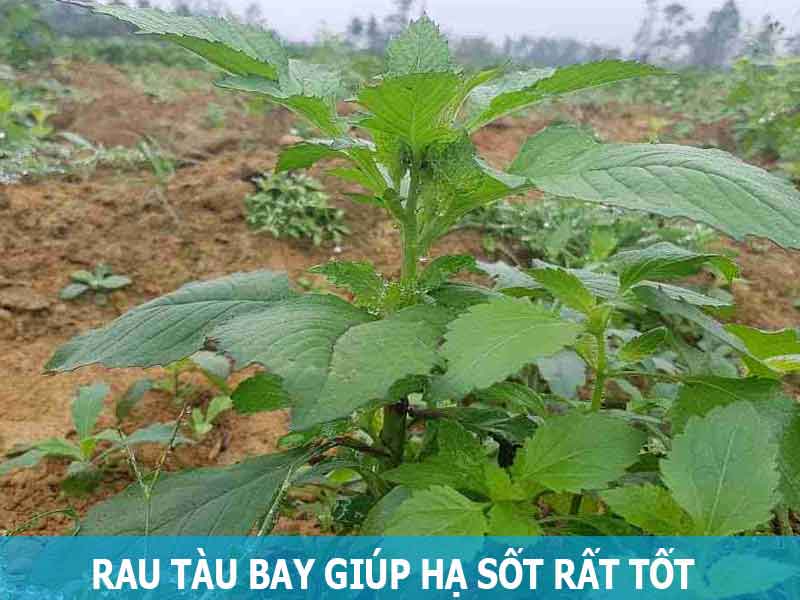 rau tàu bay giúp hạ sốt