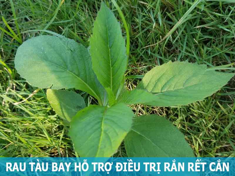 rau tàu bay hỗ trợ điều trị rắn rết cắn